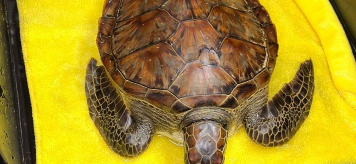 Semarnat-atiende-a-tortuga-verde-contaminada-con-hidrocarburos-en-playa-de-Alvarado-Veracruz