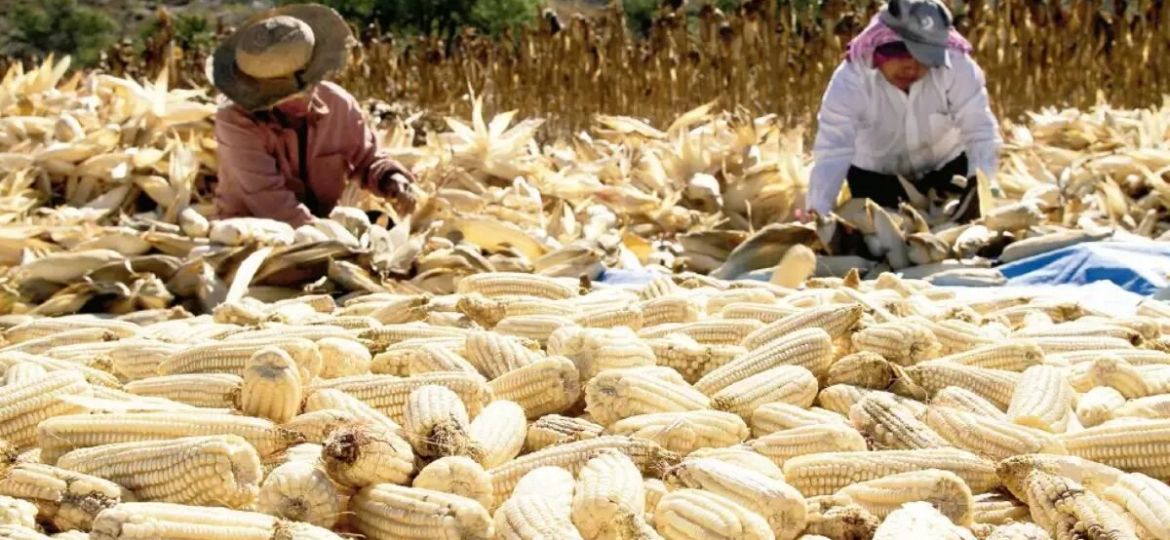 Agricultura-dispersa-1897173896-a-31767-productores-de-maiz-en-ocho-estados