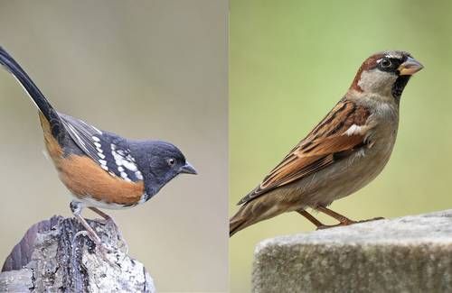 Explosiones-para-ampliar-el-muro-fronterizo-danan-el-cerro-Cuchuma-y-ponen-en-riesgo-su-avifauna-2