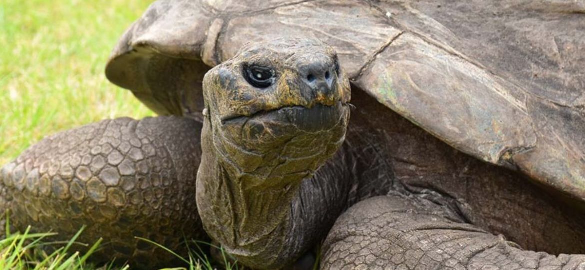 Jonathan-la-tortuga-gigante-de-St.-Helena-esta-viva-tras-un-bulo-en-redes