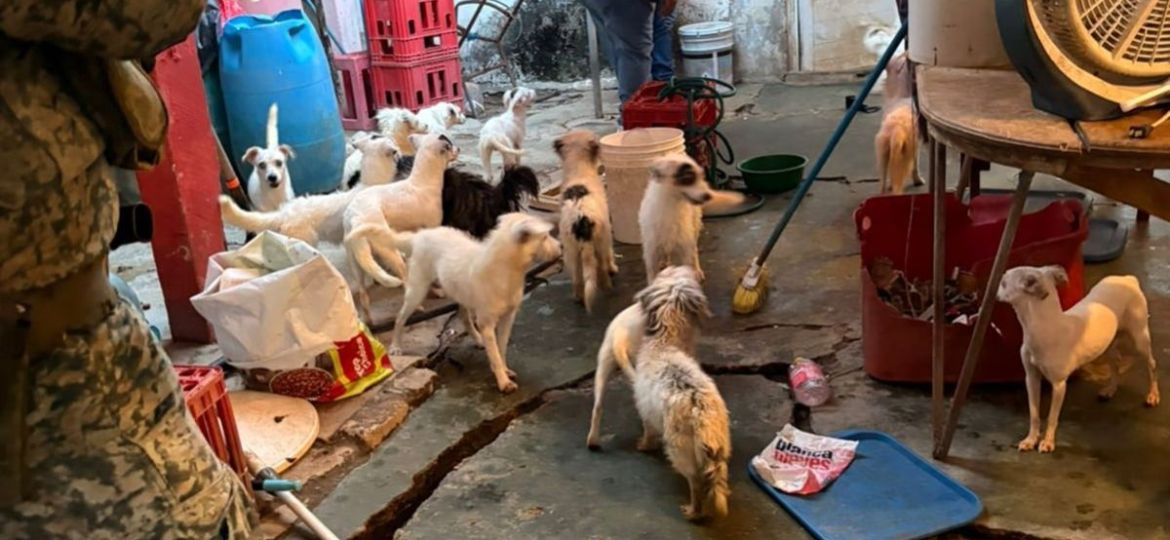 Rescatan-a-42-perros-en-Coatzacoalcos-tras-cateo-por-presunto-maltrato