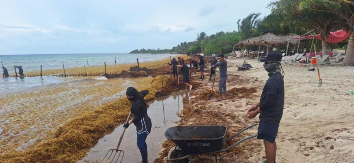 Semar-reporta-recoleccion-de-16797.40-toneladas-de-sargazo-y-mantiene-despliegue-operativo-en-Quintana-Roo