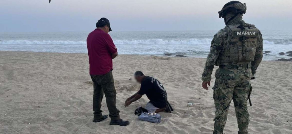 Semar-y-Profepa-aseguran-huevos-de-tortuga-golfina-en-Playa-La-Escobilla-durante-la-temporada-2025–2026