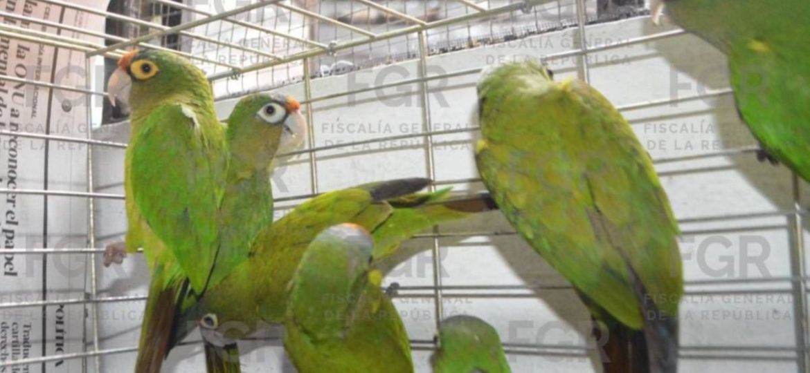 Vinculan-a-proceso-a-pareja-por-posesion-de-107-aves-en-Yecapixtla