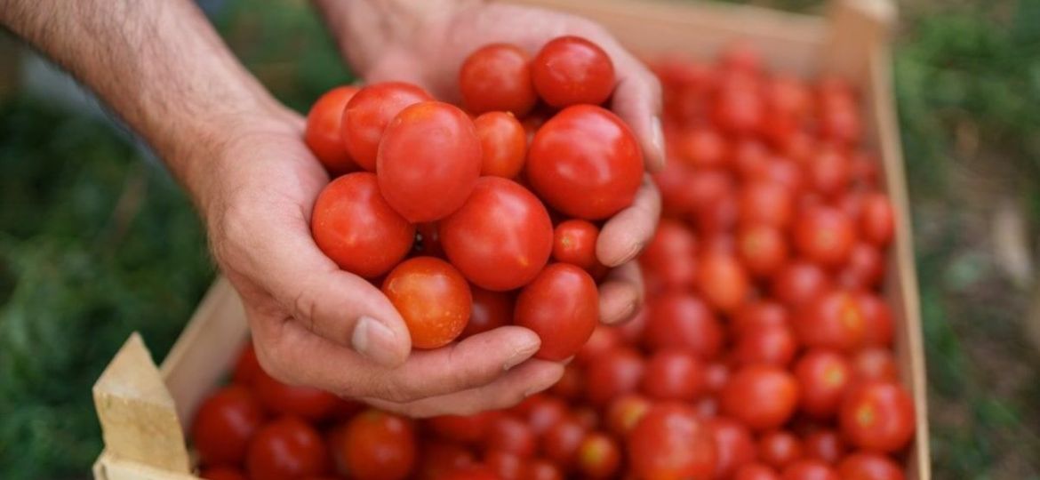 Caen-exportaciones-agroalimentarias-de-Mexico-en-el-primer-trimestre-de-2026