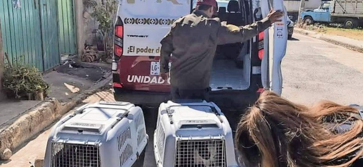 Dan-atencion-a-195-animales-de-compania-en-un-mes-en-el-Estado-de-Mexico