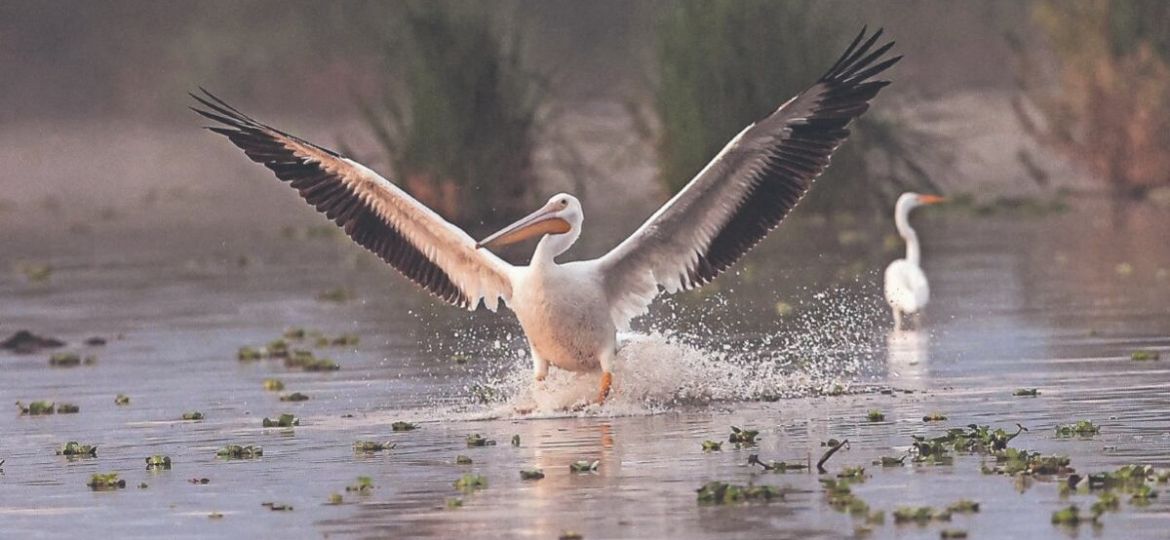 Pelicanos-encuentran-refugio-en-Xochimilco-y-se-integran-al-ecosistema